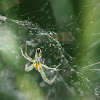 BASILICA ORBWEAVER