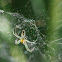 BASILICA ORBWEAVER