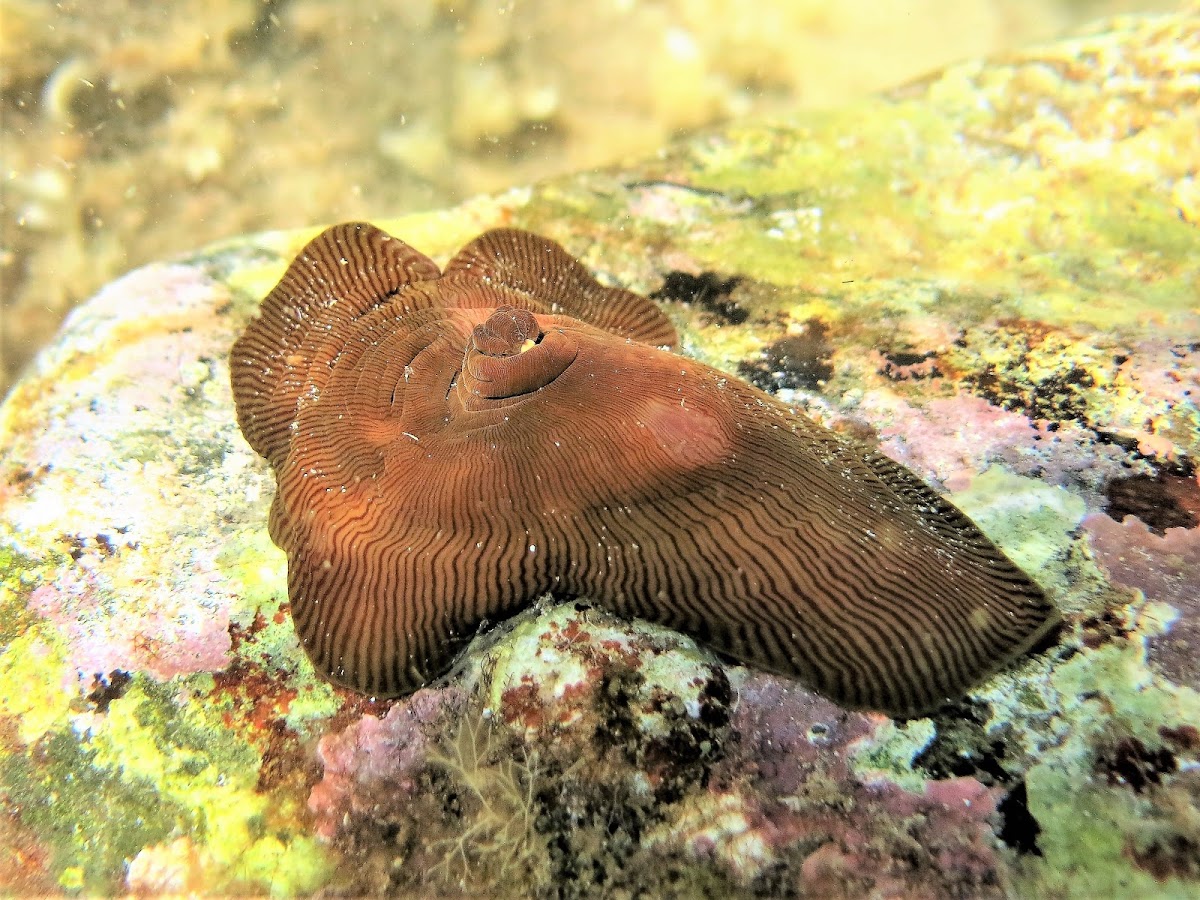 Striated actinia