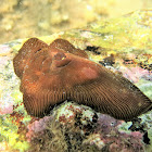 Striated actinia