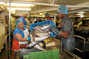 Anna Toontjies (left) and Sipho Njoli transfer headed-and-gutted hake into a rinsing pond.  The fishing sector contributed R3bn to South Africa's GDP in 2019.