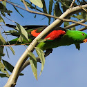 Male Red-winged Parrot