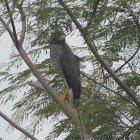 Roadside hawk