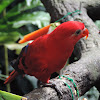 Red lory