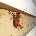 Eastern Lubber Grasshopper