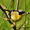 Common yellowthroat (male)