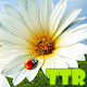 Download live wallpaper daisy For PC Windows and Mac 1.00