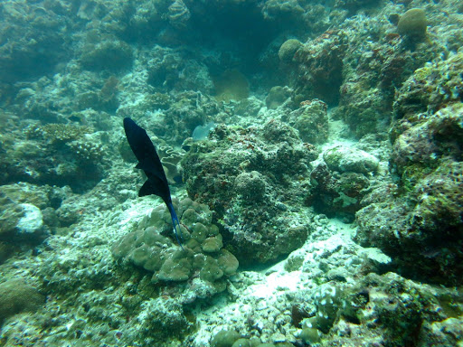 Underwater in The Maldives 2014