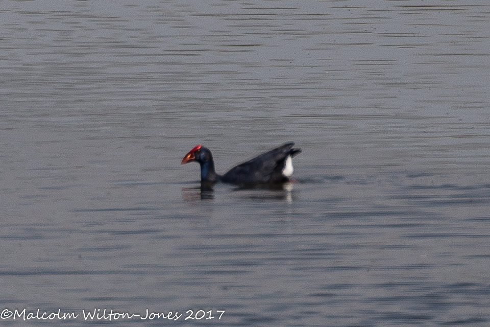 Purple Gallinule; Calamón