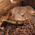 American toad