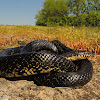 Eastern Black Kingsnake