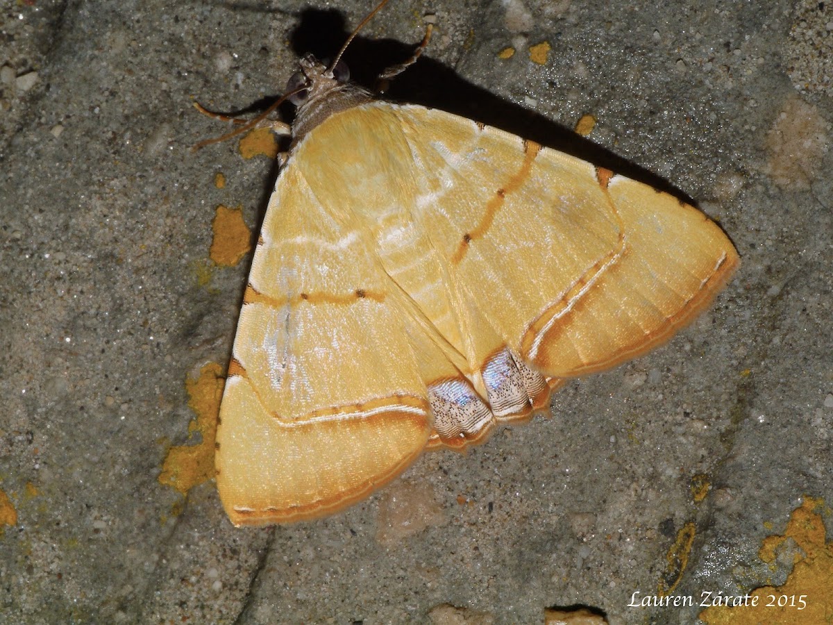 Modestula Moth