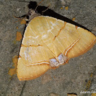 Modestula Moth