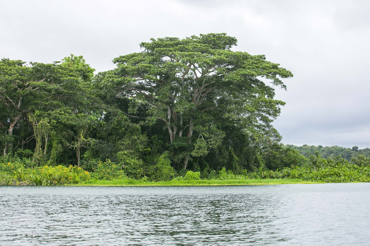 The richly vibrant Gamboa rainforest along the Panama Canal's Gatun Lake.