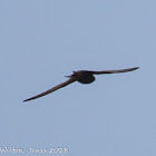 Pallid Swift