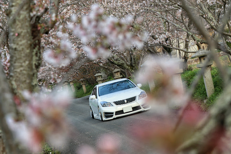 クラウンアスリートの桜と愛車・枝越しショット・コロナウイルスに負けるなに関するカスタム事例の投稿画像1枚目