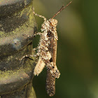 Carinate Locust