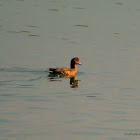 Eurasian wigeon