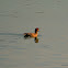 Eurasian wigeon