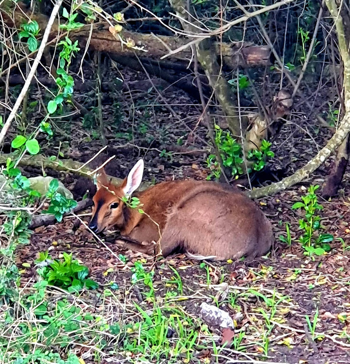 Injured and traumatised, this common duiker could not move after rescuers scared off a pack of hunting dogs belonging to poachers operating in Baakens Valley