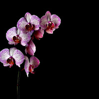 Le sorelle Phalaenopsis di 