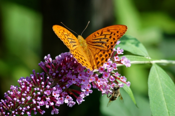 I colori della Natura di utente cancellato