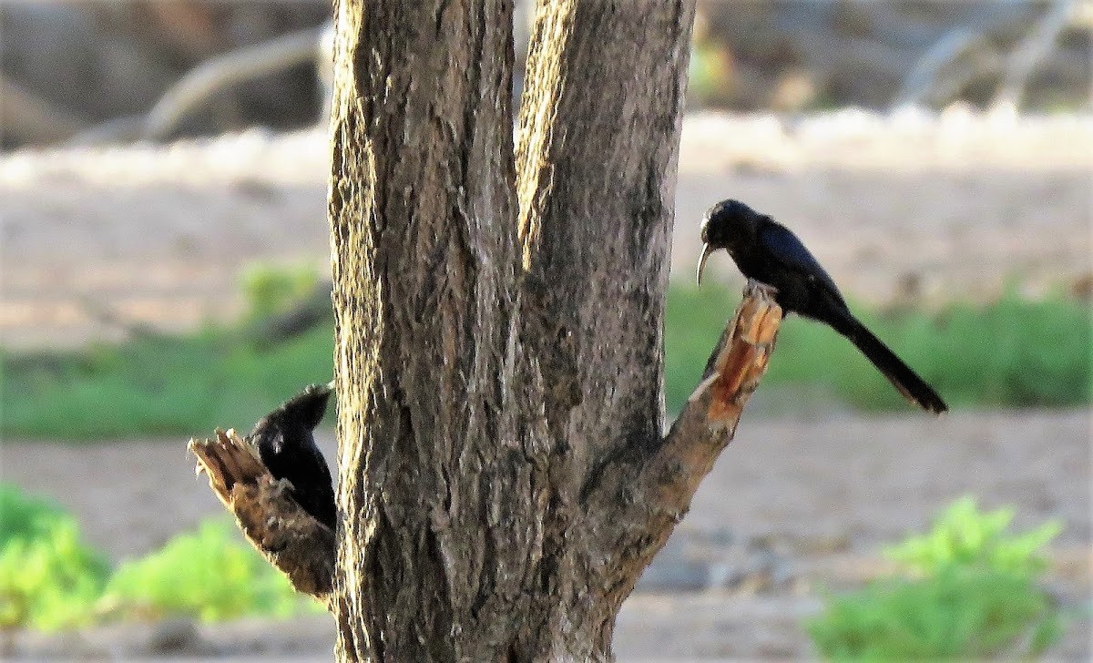 Common Scimitarbill