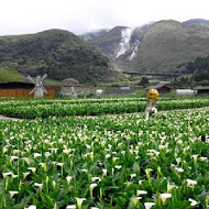 【竹子湖】青菜園