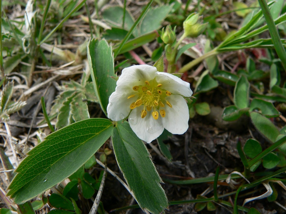 Wild Strawberry