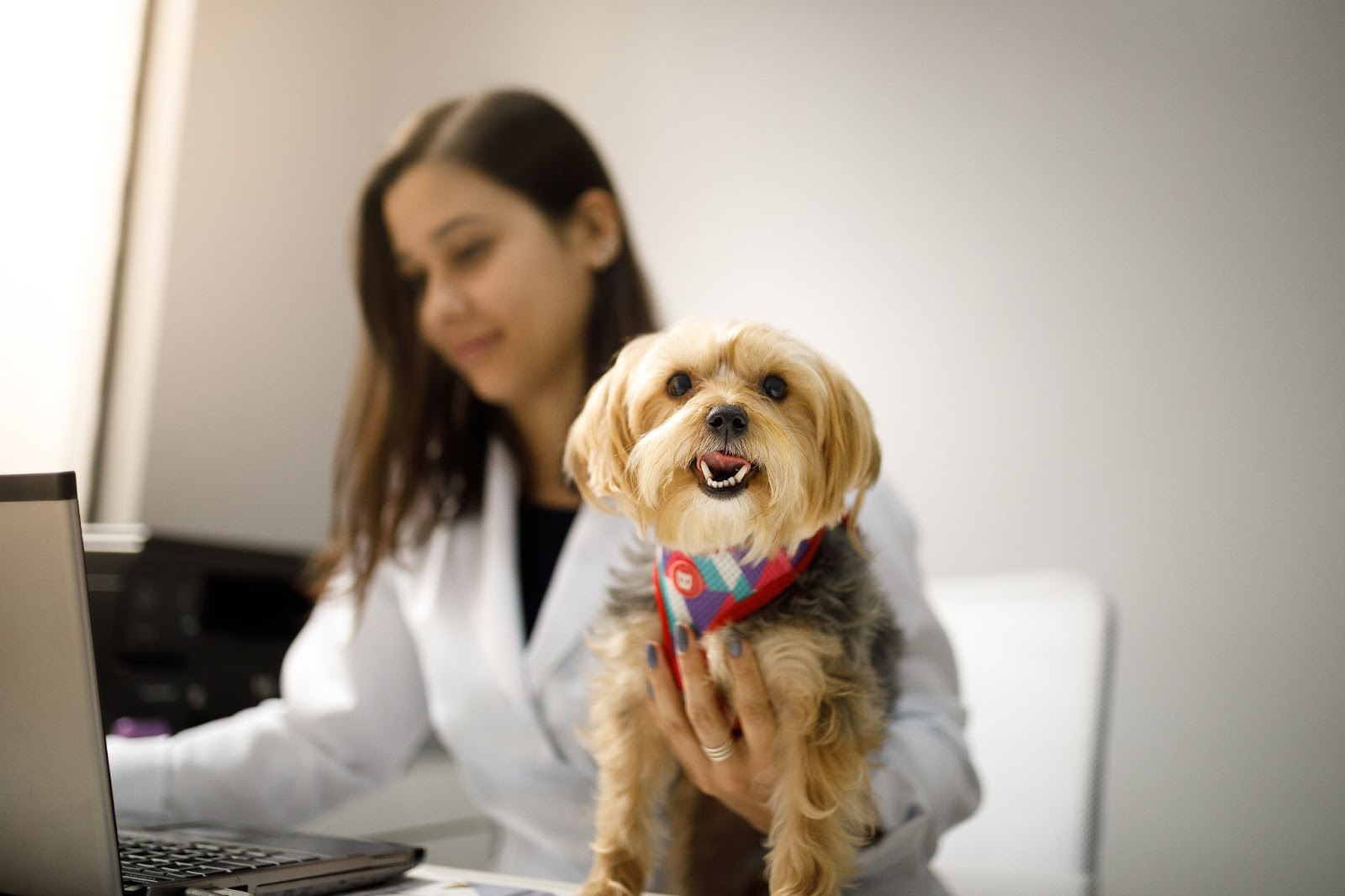 Veterinária, uma mulher branca vestindo jaleco, segura cãozinho yorkshire simpático, enquanto ela mexe no computador