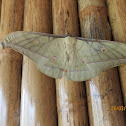 Silk Moth