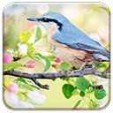 Spring Bird Chrome extension download