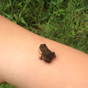 American toad