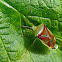 Birch shieldbug