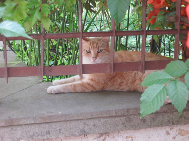 Sguardo di gatto  in cornice di fabiana65