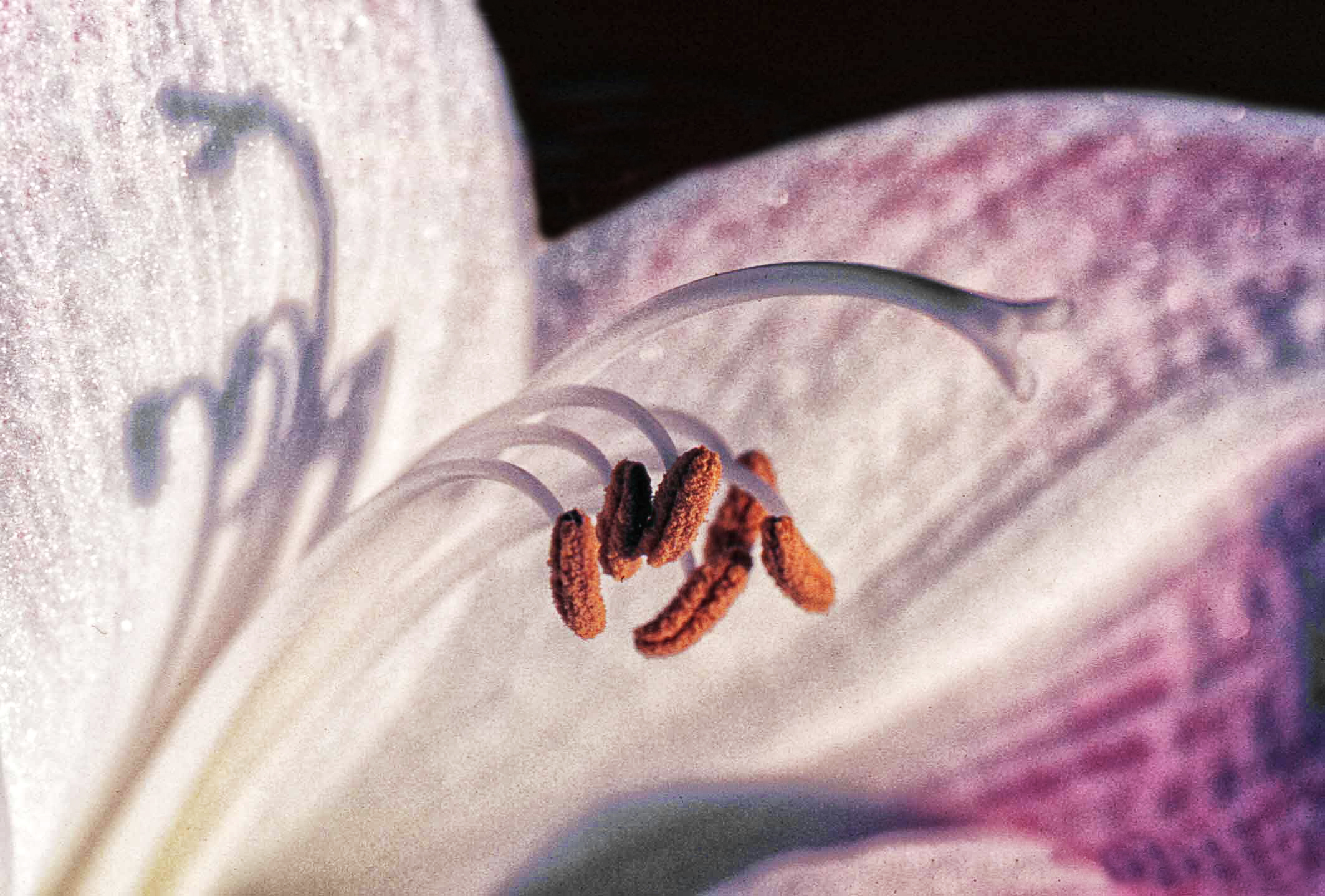 pistilli di Fiorenza Aldo Photo