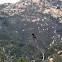 Spotted towhee