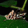 Grasshopper infected by Fungi