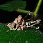 Grasshopper infected by Fungi