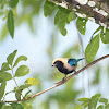 Burnished-buff Tanager