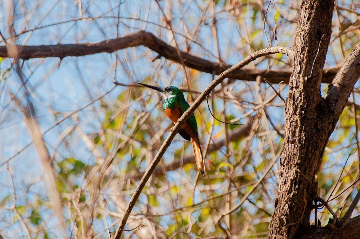 Rufous-tailed Jacamar