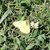 Orange Sulphur Butterfly