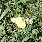 Orange Sulphur Butterfly