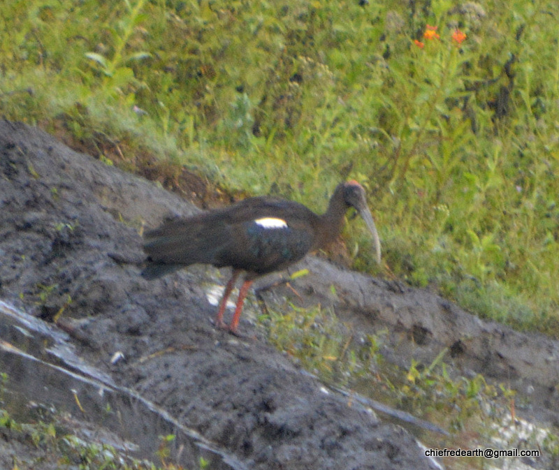 ibis