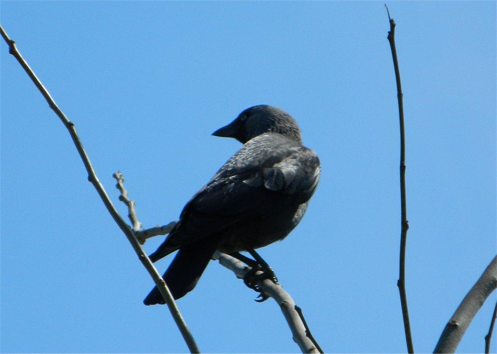 Western jackdaw (κάργια)