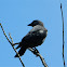 Western jackdaw (κάργια)