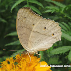 Grey Pansy