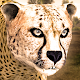 Download Ultimate Cheetah Simulator For PC Windows and Mac 0.1