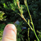 Lacewing eggs