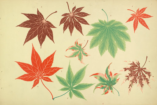Maples of Japan